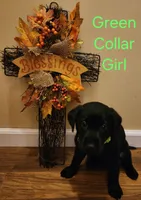Green collar female, a female Labrador Retriever for sale in Cortland, OH – 4 of 4