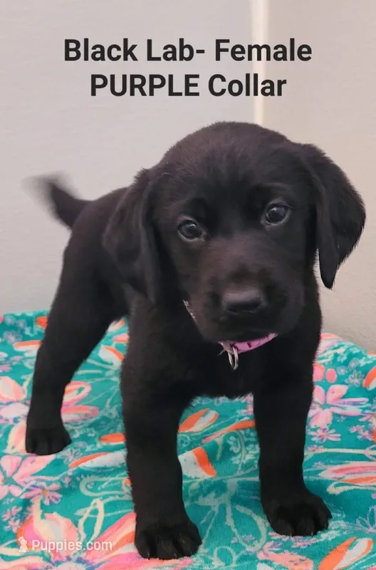 Purple female, a female Labrador Retriever for sale in Cortland, OH – Photo 1 of 1
