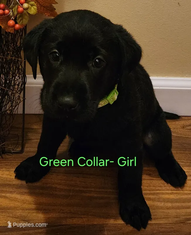 Green collar female – Labrador Retriever puppy for sale in Cortland, OH
