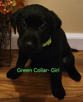 Green collar female, a female Labrador Retriever for sale in Cortland, OH – 1 of 4