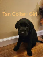 Tan collar female, a female Labrador Retriever for sale in Cortland, OH – 2 of 2