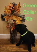 Green collar female, a female Labrador Retriever for sale in Cortland, OH – 2 of 4