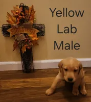 Yellow lab male, a male Labrador Retriever for sale in Cortland, OH – 3 of 3