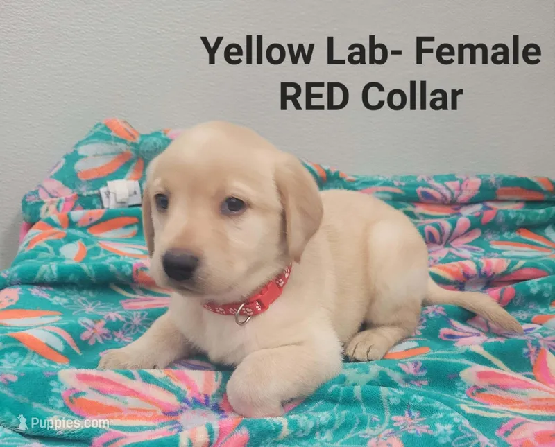 Red female , a female Labrador Retriever for sale in Cortland, OH – Photo 1 of 1