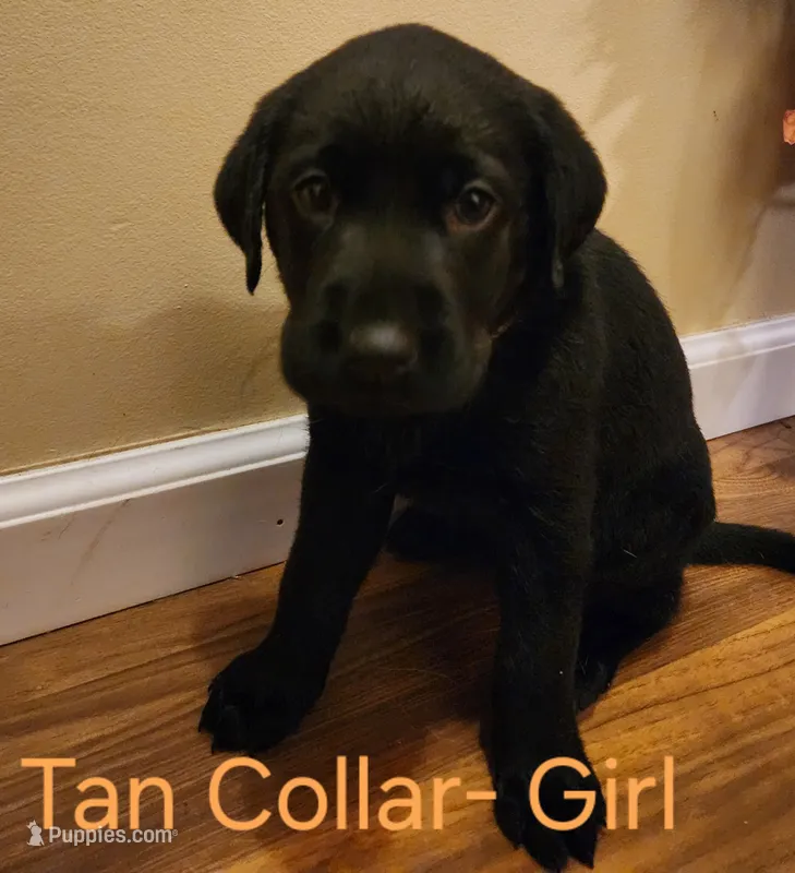 Tan collar female – Labrador Retriever puppy for sale in Cortland, OH
