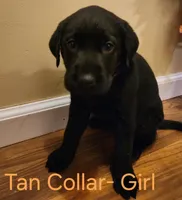 Tan collar female, a female Labrador Retriever for sale in Cortland, OH – 1 of 2