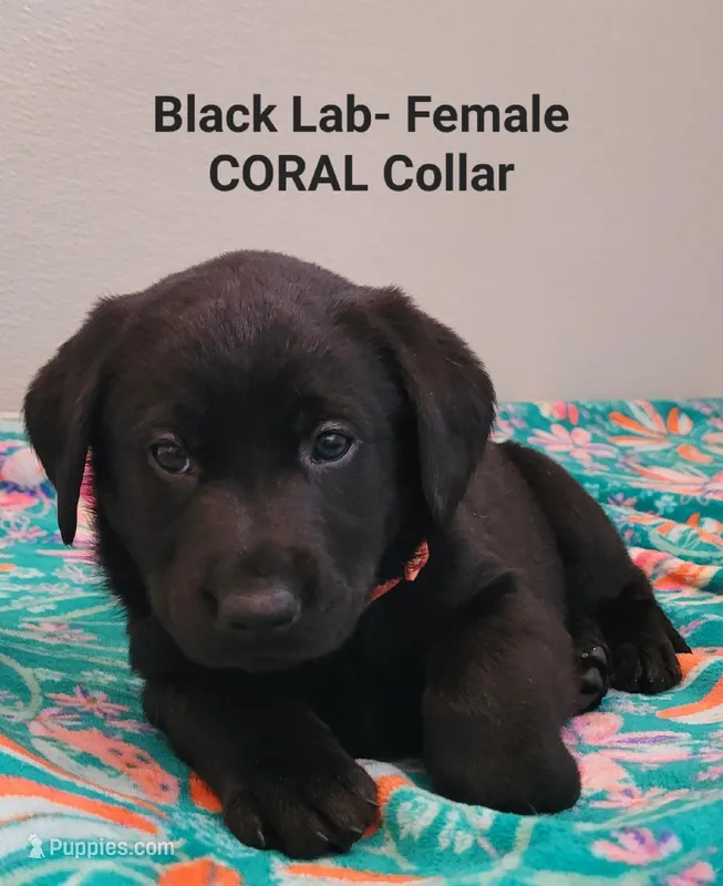 Coral female, a female Labrador Retriever for sale in Cortland, OH – Photo 1 of 1