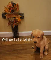 Yellow lab male, a male Labrador Retriever for sale in Cortland, OH – 2 of 3