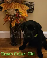 Green collar female, a female Labrador Retriever for sale in Cortland, OH – 3 of 4