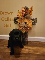 Brown collar female , a female Labrador Retriever for sale in Cortland, OH – 2 of 4