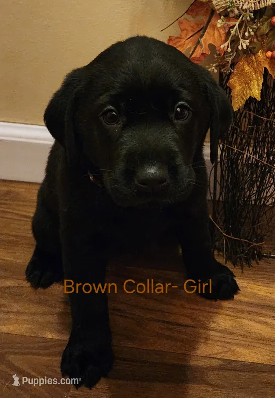 Brown collar female  – Labrador Retriever puppy for sale in Cortland, OH