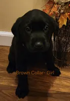 Brown collar female , a female Labrador Retriever for sale in Cortland, OH – 1 of 4