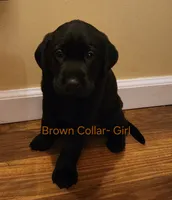 Brown collar female , a female Labrador Retriever for sale in Cortland, OH – 3 of 4