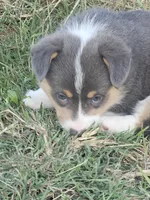 BINGO - (Red Collar), a male Pembroke Welsh Corgi for sale in Weatherford, TX – 3 of 7