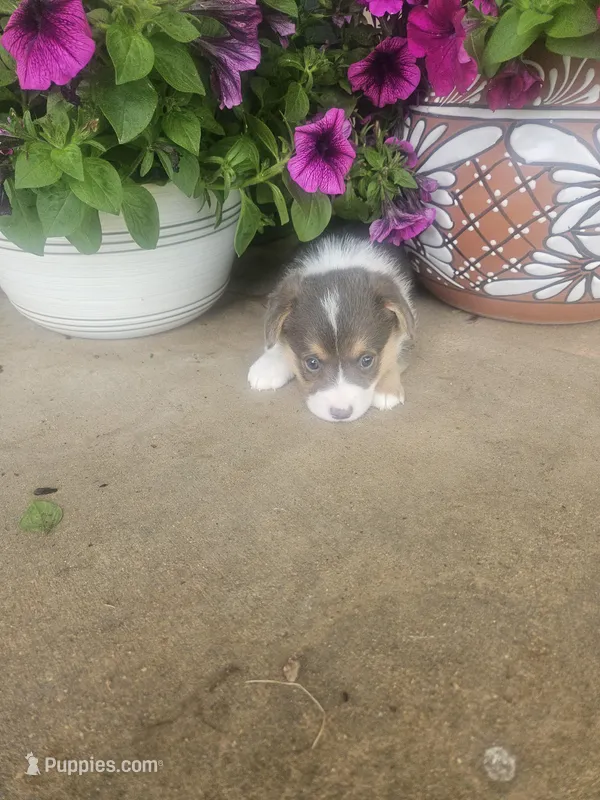 JEWEL (light pink collar) – Pembroke Welsh Corgi puppy for sale in Weatherford, TX