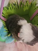 JEWEL (light pink collar), a female Pembroke Welsh Corgi for sale in Weatherford, TX – Photo 5 of 8