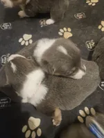 JEWEL (light pink collar), a female Pembroke Welsh Corgi for sale in Weatherford, TX – Photo 3 of 8