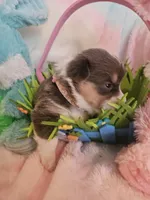 JEWEL (light pink collar), a female Pembroke Welsh Corgi for sale in Weatherford, TX – Photo 2 of 8