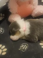 JEWEL (light pink collar), a female Pembroke Welsh Corgi for sale in Weatherford, TX – Photo 1 of 8