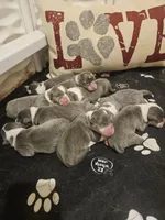 JEWEL (light pink collar), a female Pembroke Welsh Corgi for sale in Weatherford, TX – Photo 6 of 8