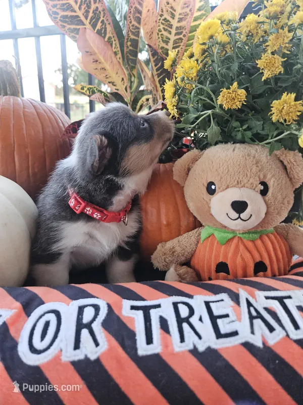 BINGO - (Red Collar) – Pembroke Welsh Corgi puppy for sale in Weatherford, TX
