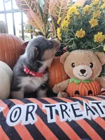 BINGO - (Red Collar), a male Pembroke Welsh Corgi for sale in Weatherford, TX – 1 of 7