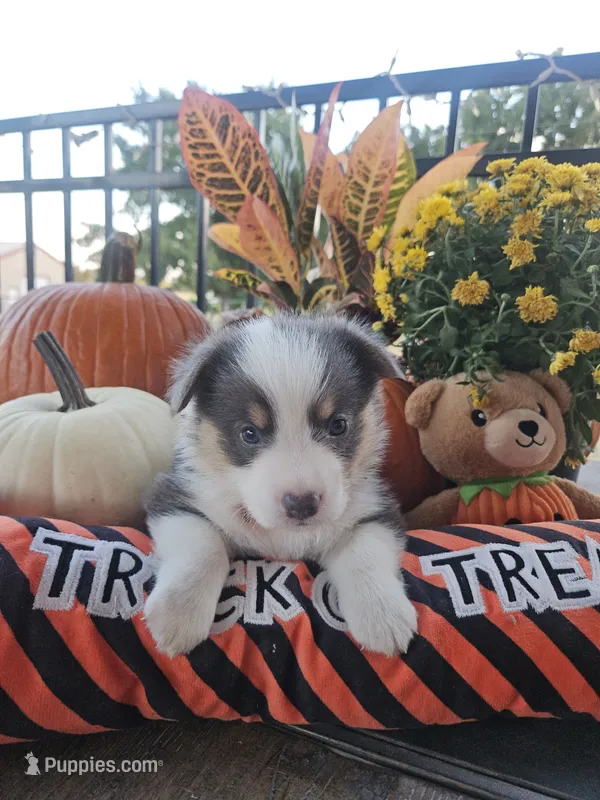 BOUJEE - (Yellow Collar) – Pembroke Welsh Corgi puppy for sale in Weatherford, TX