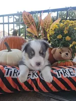 BOUJEE - (Yellow Collar), a female Pembroke Welsh Corgi for sale in Weatherford, TX – 1 of 5