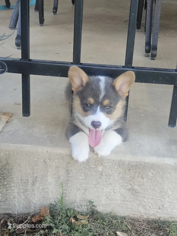 BUBBLES (Pink collar) – Pembroke Welsh Corgi puppy for sale in Weatherford, TX