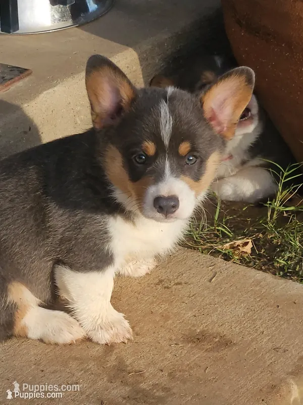 BINGO - (Red Collar) – Pembroke Welsh Corgi puppy for sale in Weatherford, TX