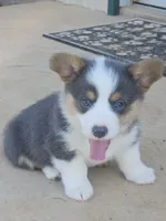 BLAZE -  (Orange Collar), a male Pembroke Welsh Corgi for sale in Weatherford, TX – 3 of 6