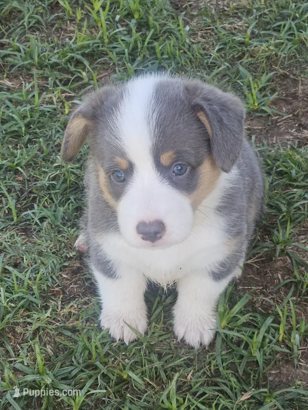 BOUJEE - (Yellow Collar) – Pembroke Welsh Corgi puppy for sale in Weatherford, TX