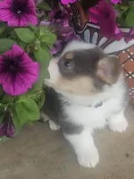PATCH (purple collar), a male Pembroke Welsh Corgi for sale in Weatherford, TX – 2 of 10
