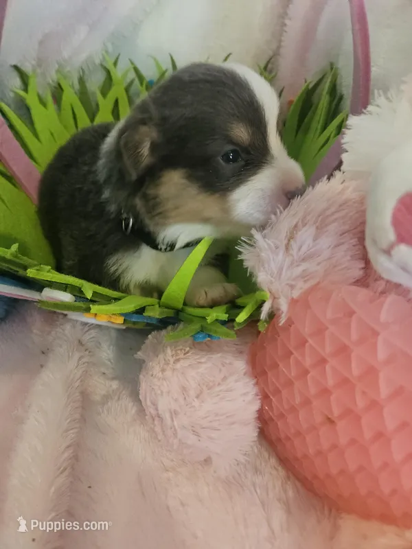 PATCH (black collar) – Pembroke Welsh Corgi puppy for sale in Weatherford, TX