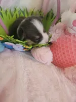 PATCH (black collar), a male Pembroke Welsh Corgi for sale in Weatherford, TX – Photo 4 of 8