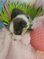 PATCH (black collar), a male Pembroke Welsh Corgi for sale in Weatherford, TX – Photo 3 of 8