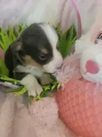 PATCH (black collar), a male Pembroke Welsh Corgi for sale in Weatherford, TX – Photo 2 of 8