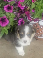 PATCH (purple collar), a male Pembroke Welsh Corgi for sale in Weatherford, TX – 1 of 10