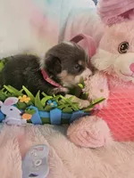 PURDY (hot pink collar), a female Pembroke Welsh Corgi for sale in Weatherford, TX – Photo 2 of 7