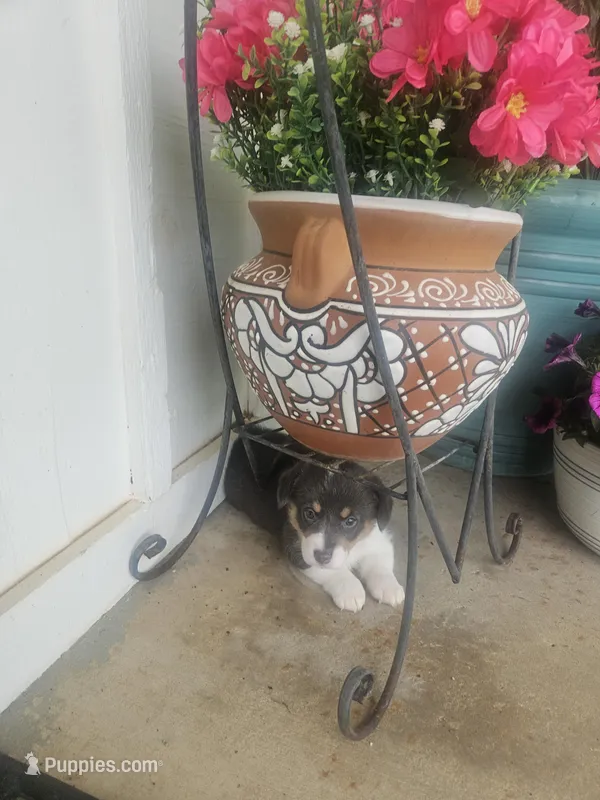 PURDY (hot pink collar) – Pembroke Welsh Corgi puppy for sale in Weatherford, TX