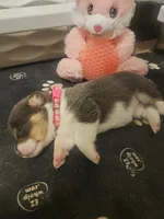 PURDY (hot pink collar), a female Pembroke Welsh Corgi for sale in Weatherford, TX – Photo 1 of 7