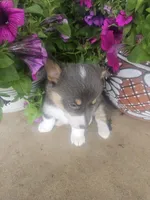 PURDY (white collar), a female Pembroke Welsh Corgi for sale in Weatherford, TX – Photo 6 of 10