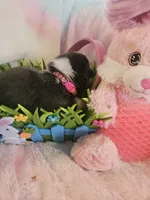 PURDY (hot pink collar), a female Pembroke Welsh Corgi for sale in Weatherford, TX – Photo 3 of 7