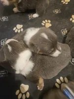 PURDY (hot pink collar), a female Pembroke Welsh Corgi for sale in Weatherford, TX – Photo 4 of 7