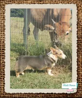 PURDY (hot pink collar), a female Pembroke Welsh Corgi for sale in Weatherford, TX – Photo 6 of 7