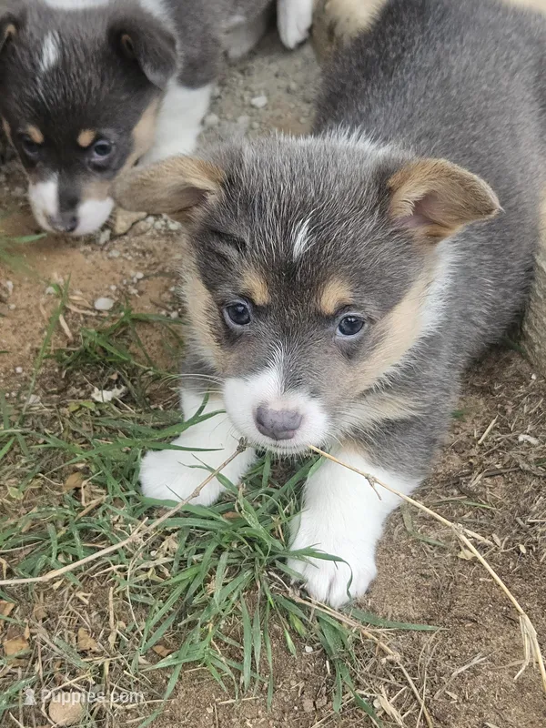 PURDY (white collar), a female Pembroke Welsh Corgi for sale in Weatherford, TX – Photo 1 of 10