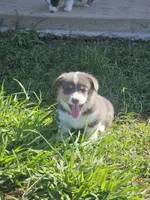 BINGO - (Red Collar), a male Pembroke Welsh Corgi for sale in Weatherford, TX – 4 of 7