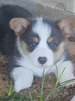 BLAZE -  (Orange Collar), a male Pembroke Welsh Corgi for sale in Weatherford, TX – 1 of 6