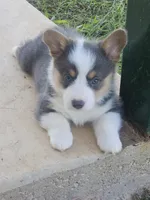 BLAZE -  (Orange Collar), a male Pembroke Welsh Corgi for sale in Weatherford, TX – 2 of 6
