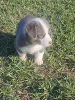 BOUJEE - (Yellow Collar), a female Pembroke Welsh Corgi for sale in Weatherford, TX – 2 of 5
